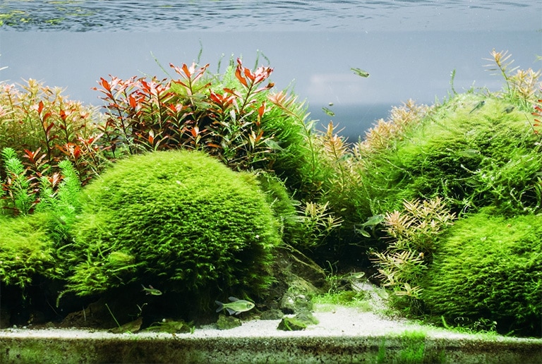 Aquarium-algae-fish-tank