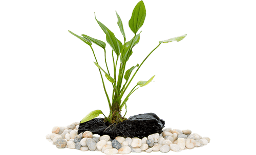 A small green plant with long leaves growing from a black stone, surrounded by white pebbles, adds a touch of nature to meticulous aquarium maintenance.