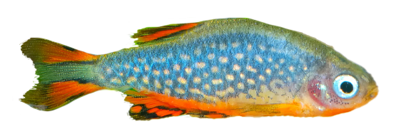 A small, colorful fish with a blue body speckled in bright spots swims gracefully in a well-maintained aquarium. Its tail and fins boast a striking orange and black pattern, enhanced by the lush green aquatic plants, thanks to expert fish tank cleaning services.