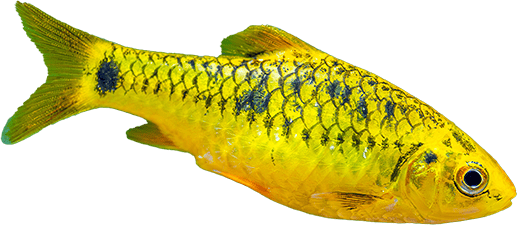 A bright yellow fish with a scaly pattern, featuring dark spots along its body and fins, appears as if it's gliding effortlessly in a pristine aquarium setup. The fish is positioned horizontally and isolated on a white background.