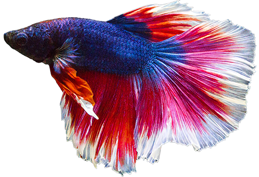 A vibrant betta fish with a deep blue body and flowing red, white, and orange fins swims against a white background in this pristine aquarium setup. Its colorful fins fan out gracefully, showcasing intricate patterns and hues.