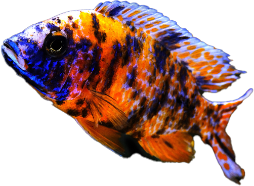 A vibrant fish with a bright orange body, blue face, and dark vertical stripes swims against a black background. Ideal for any aquarium setup, it boasts a spiky dorsal fin adorned with orange and blue spots.