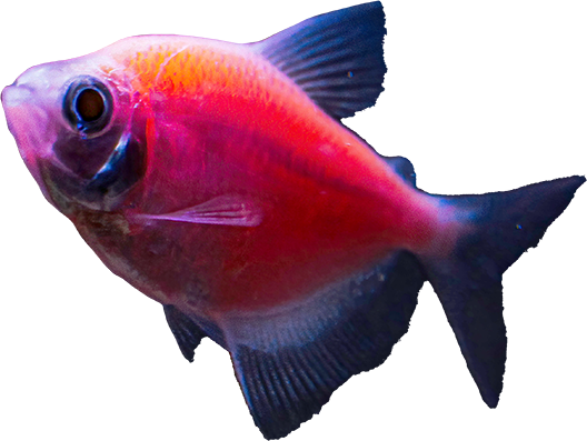 A vibrant red fish with a rounded body and translucent fins glides gracefully in a well-maintained aquarium setup. Its large eye is clearly visible, and the scales reflect light, highlighting the fish's striking color against the dark background.