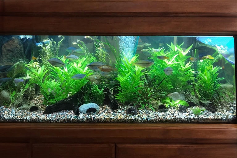 A large aquarium with a variety of colorful fish swimming among green plants and rocks. The tank has a wooden frame, creating a natural and serene underwater environment, maintained to perfection by professional aquarium cleaning services.